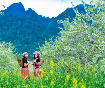 Tour du lịch Bắc Ninh - Mộc Châu 2N1Đ