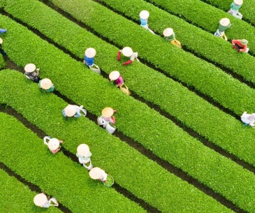Tour du lịch Hải Phòng - Mai Châu - Mộc Châu 2 ngày 1 đêm