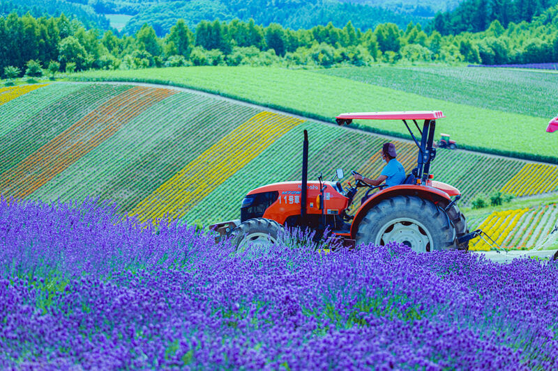 cKhám Phá Vẻ Đẹp Lộng Lẫy Của Hokkaido Vào Mùa Hè: Hành Trình Của Những Giấc Mơ