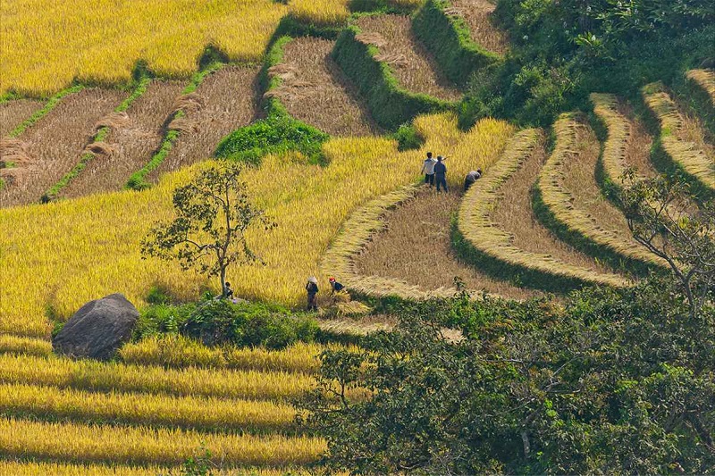 Vẻ đẹp thiên nhiên kỳ diệu của ruộng bậc thang Sapa