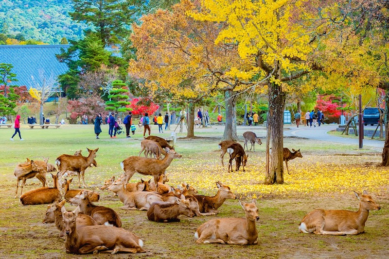 Công viên Nara, Nara