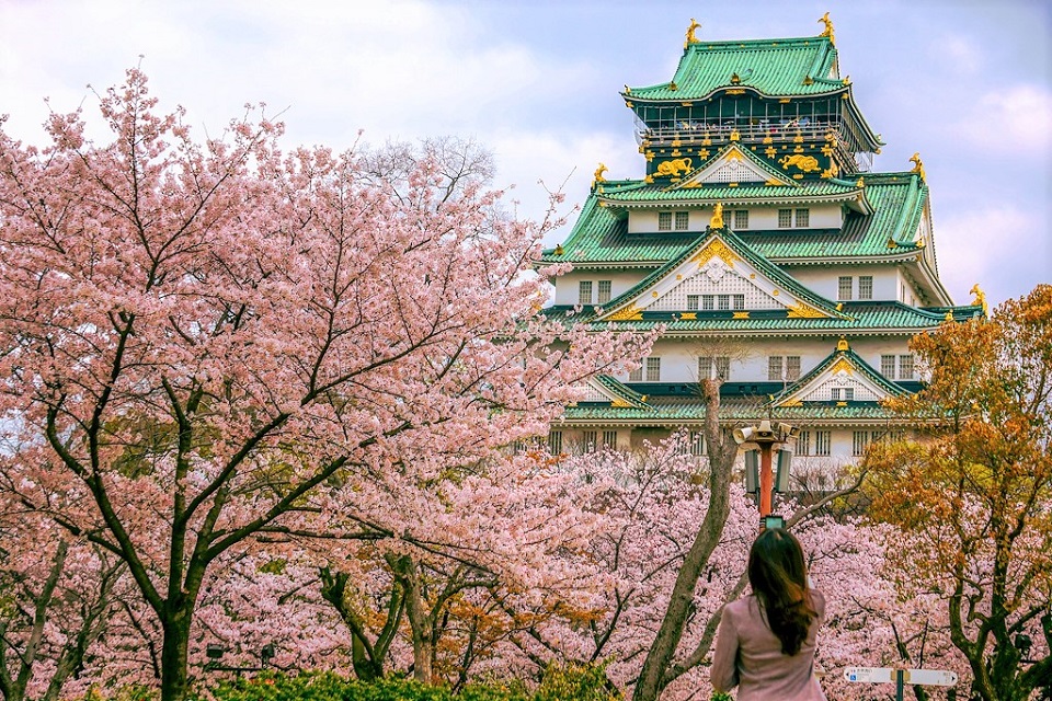 Con đường hoa anh đào tại Lâu đài Osaka