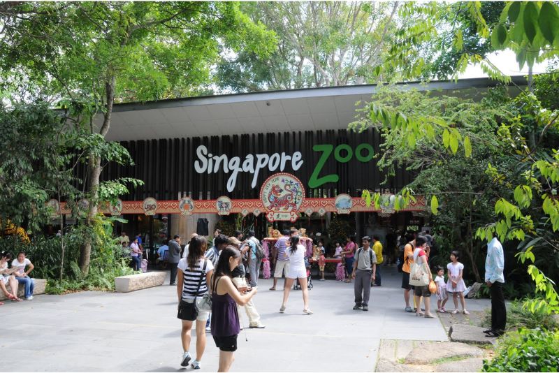  Singapore Zoo: Thiên đường của động vật hoang dã và những bảo vật quốc gia