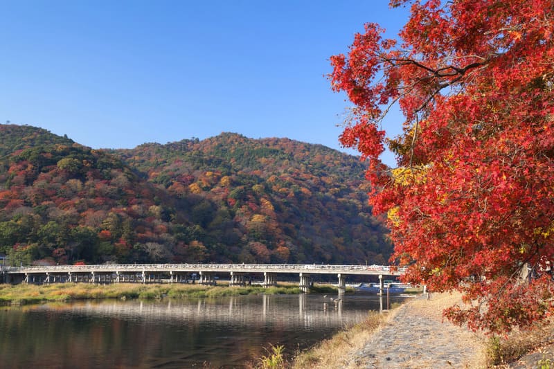 Lạc lối giữa rừng tre Sagano, thiên đường xanh tươi giữa Kyoto