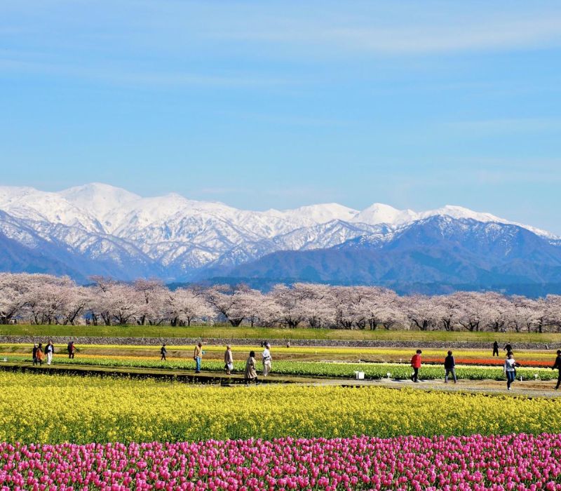 Toyama - Vẻ đẹp từ dãy Alps Nhật Bản đến những ngôi làng cổ kính