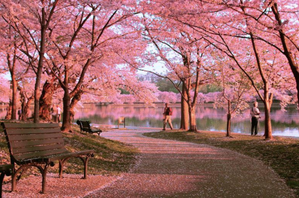 Những hoạt động đặc sắc trong lễ hội Hanami