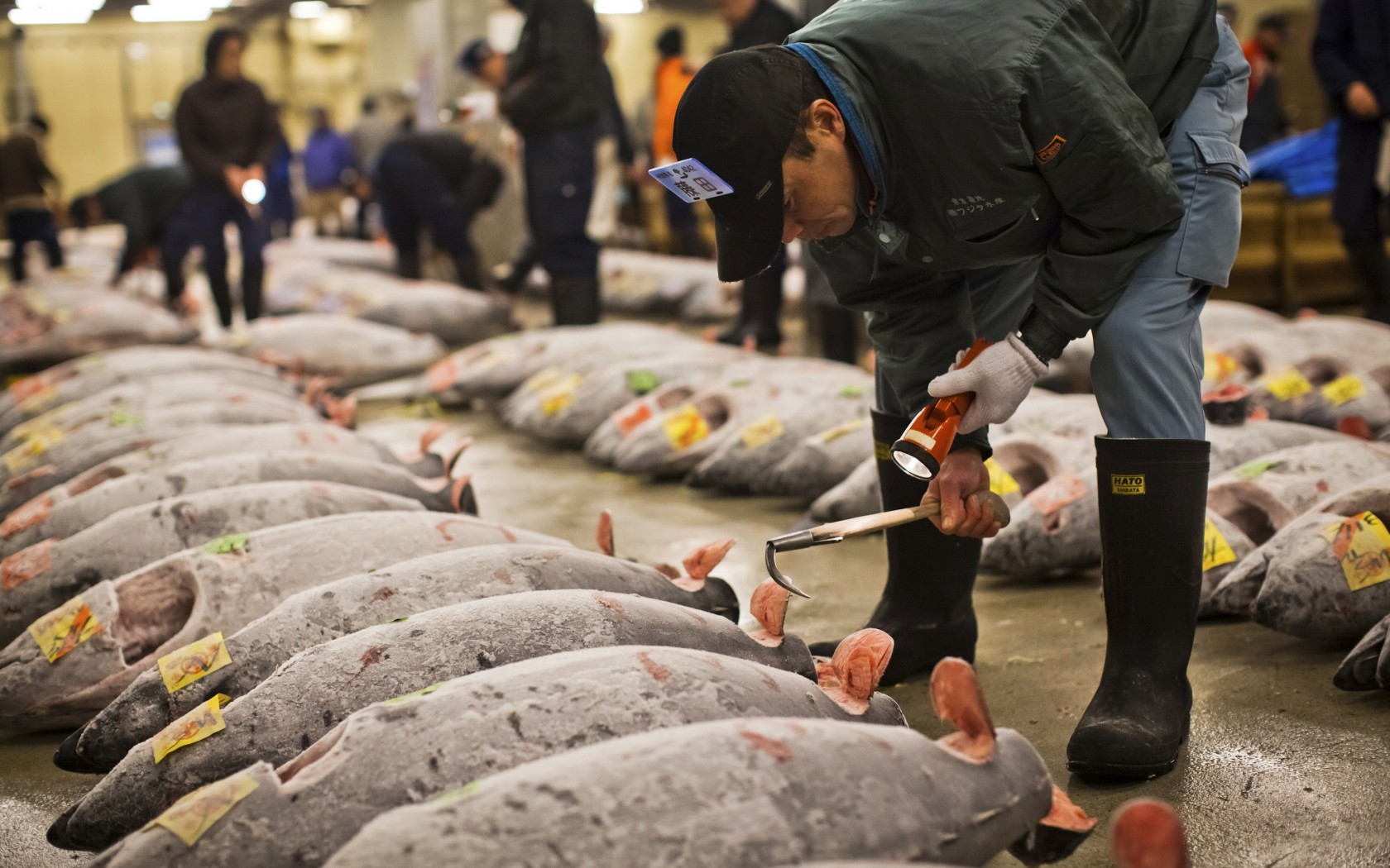 Chợ cá Tsukiji (Tokyo)