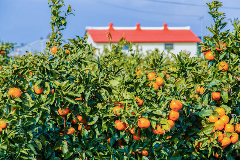 Hương vị quýt Jeju - Tinh hoa tươi mát từ hòn đảo thiên đường Hàn Quốc