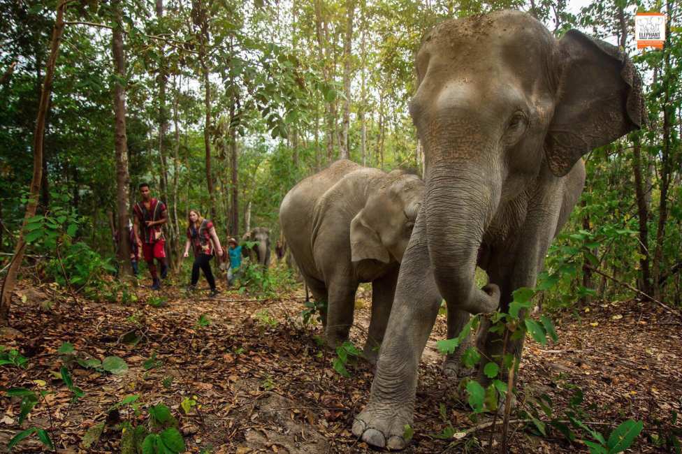 Patara Elephant Farm