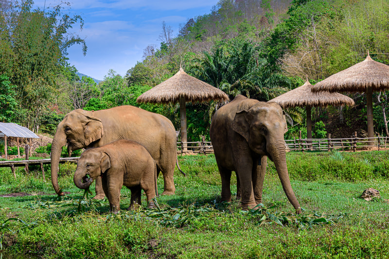 Tại Sao Nên Tham Quan Khu Bảo Tồn Voi Ở Chiang Mai?