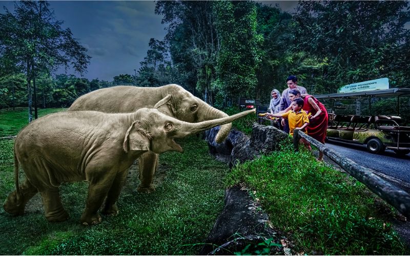 Tổng Quan Về Night Safari Singapore