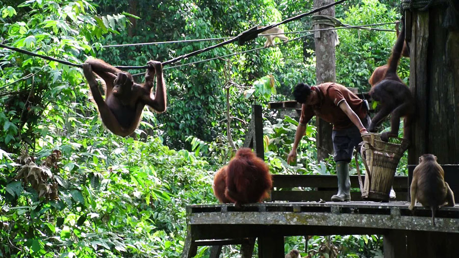 Gợi Ý Tour Du Lịch Borneo