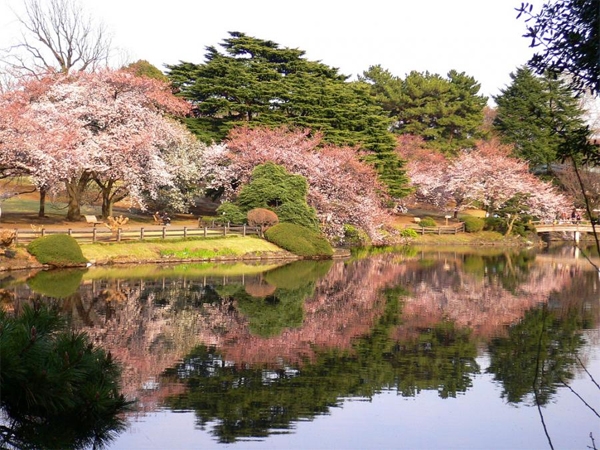 Lịch Sử Và Phát Triển Của Shinjuku Gyoen