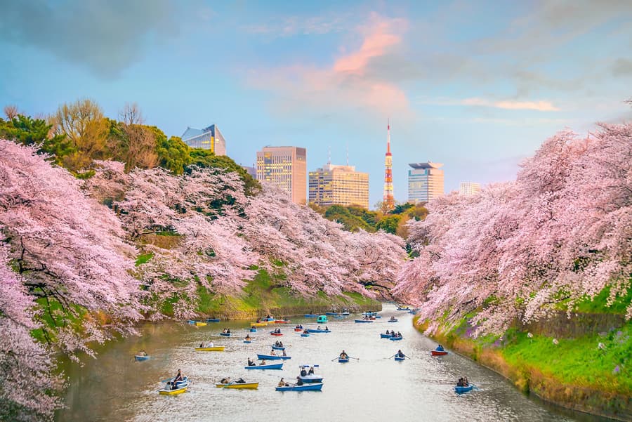 Các Hoạt Động Thú Vị Tại Shinjuku Gyoen