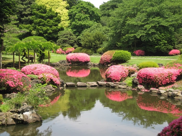 Khám Phá Vườn Hoa Hồng Shinjuku Gyoen