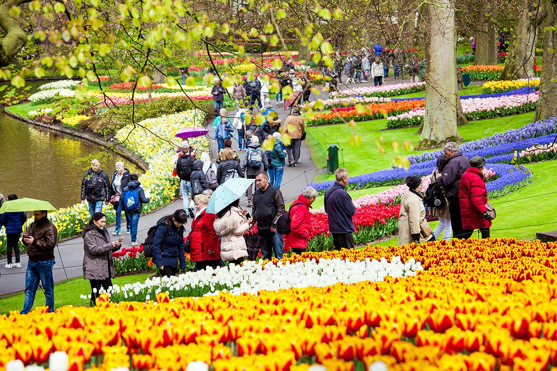 Lễ hội hoa Tulip tại Hà Lan.