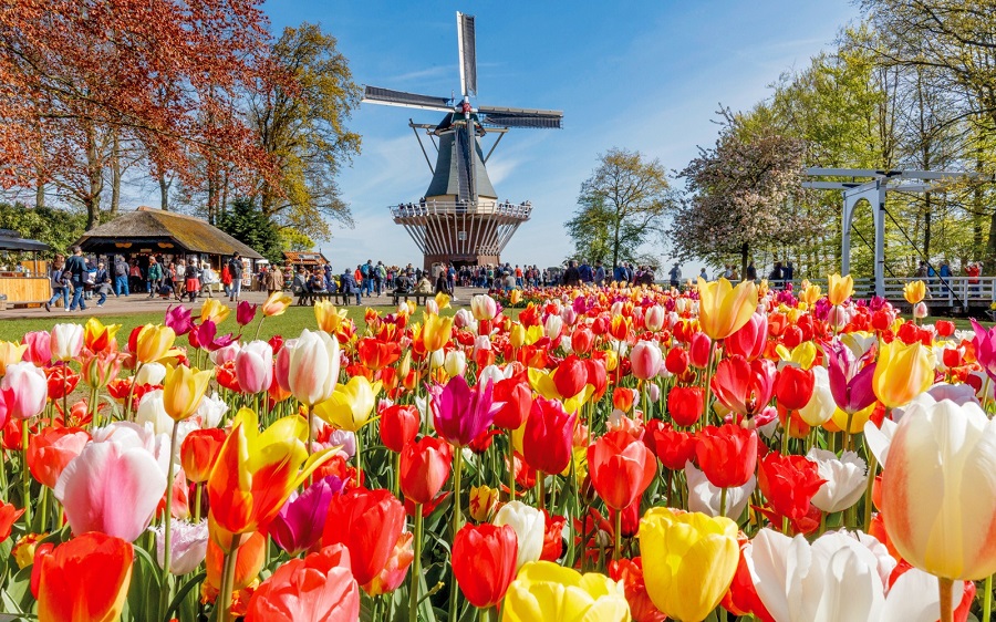 Các Hoạt Động Thú Vị Trong Lễ Hội Hoa Tulip