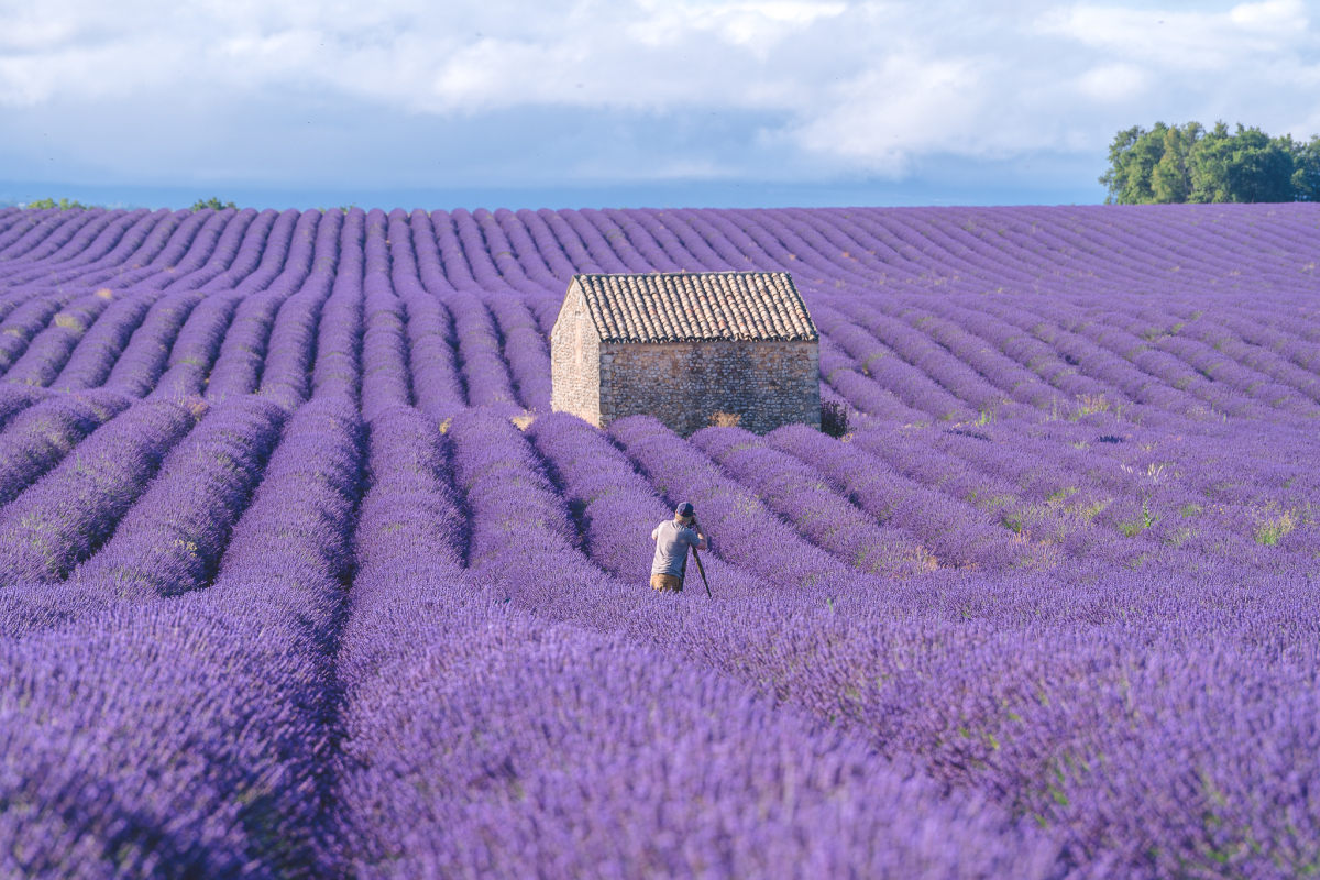 Những cánh đồng hoa oải hương nổi tiếng ở Provence