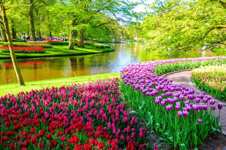 Keukenhof – Thiên đường hoa tulip