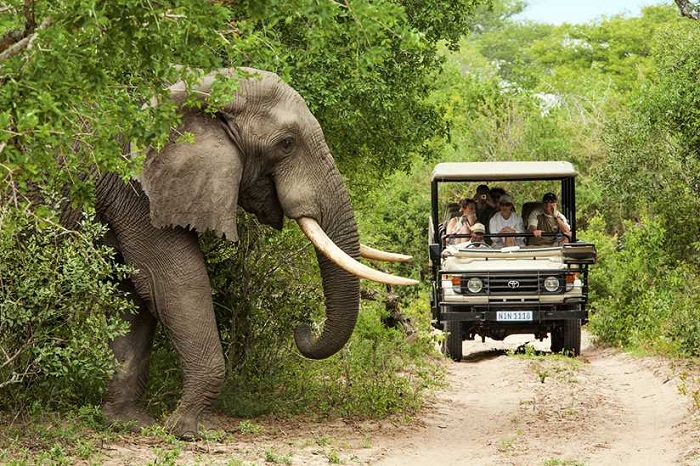 Safari ở Kenya: Vương Quốc Động Vật Hoang Dã