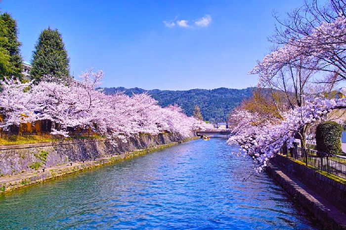 Những Địa Điểm Ngắm Hoa Anh Đào Đẹp Nhất Tại Kyoto