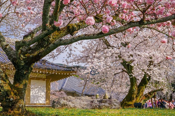 Mùa Hoa Anh Đào Tại Kyoto: Khi Nào Là Thời Điểm Lý Tưởng?