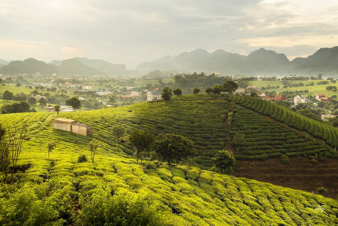 Những điểm nhấn trong Tour Mộc Châu