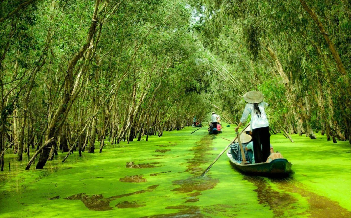 Đặc điểm của rừng tràm Trà Sư